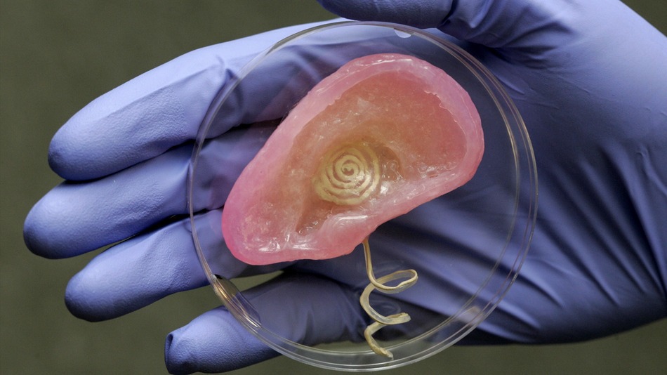 Geek insider, geekinsider, geekinsider. Com,, bionic ear created by princeton researchers, news