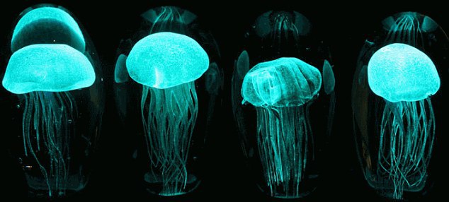 Bioluminescence and technology