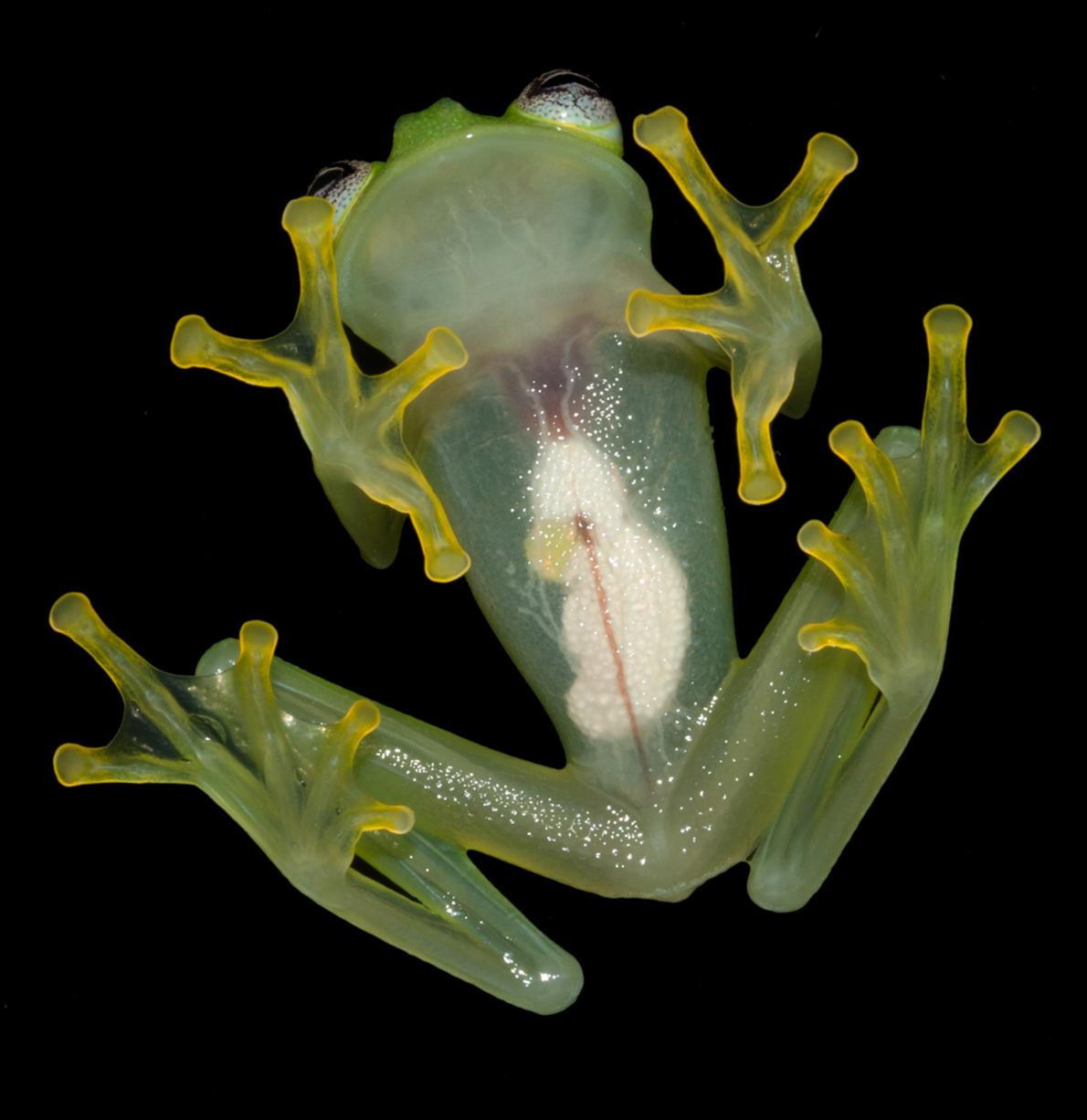 F'd up news, kermit frog