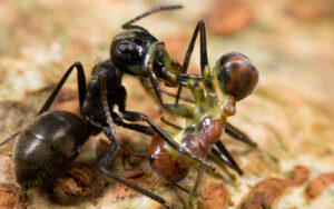 F'd up news, suicide bomber ants