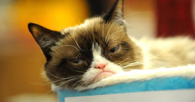 Grumpy cat lawsuit, f'd up news