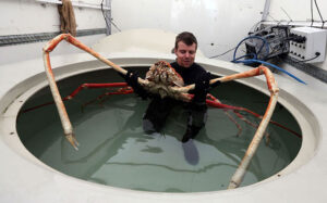 Japanese spider crab, f'd up news