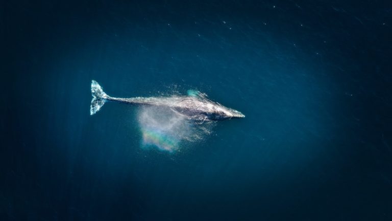 Why you should read the modern heist that is the billion dollar whale