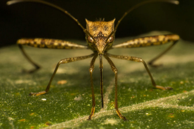 Ambush mosquito trap – regain your outdoors