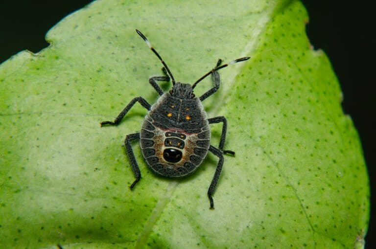 How to recognize and treat for chinch bugs in north texas
