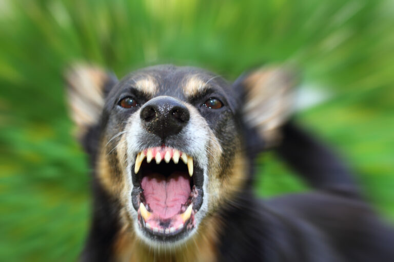 All about dog bites and personal injury – everything you need to know!