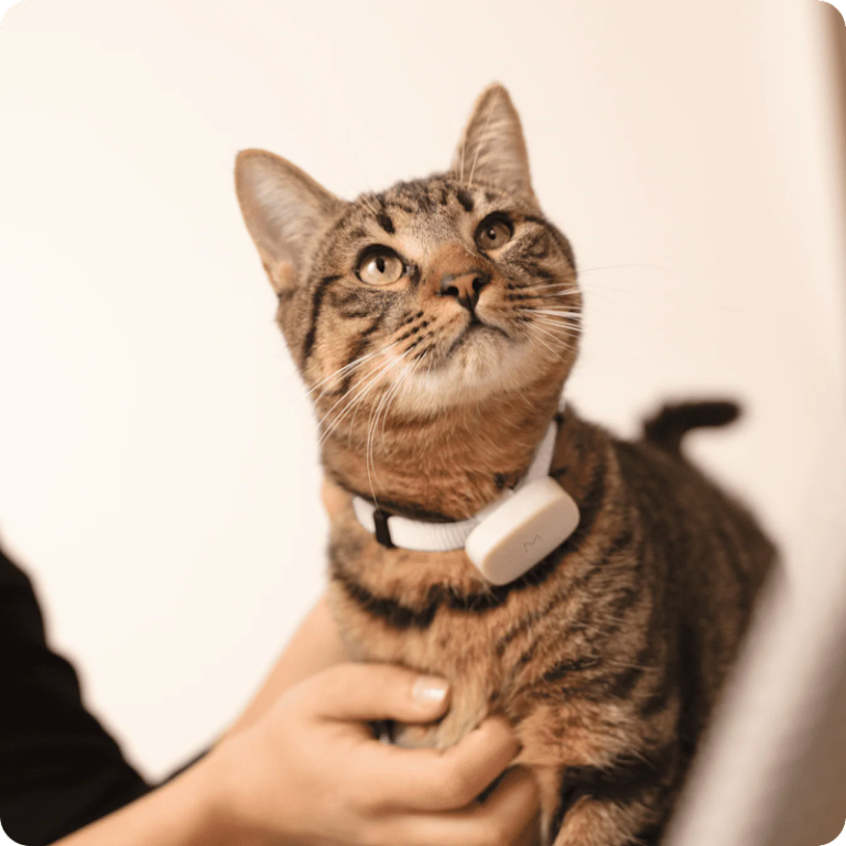 Finally! Your cat can talk to you… sort of