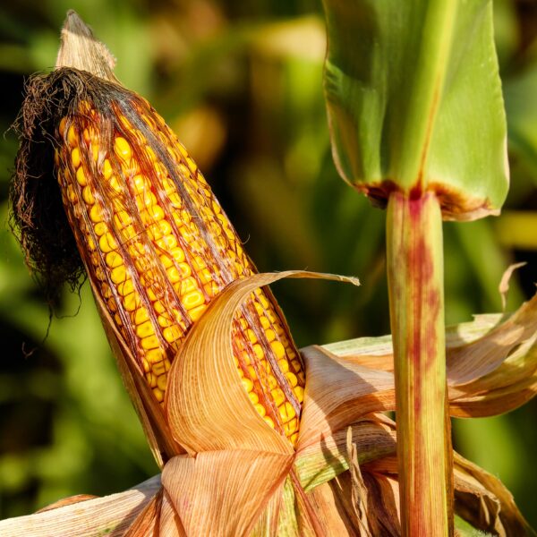 Maize’s journey: a tale of mixed origins