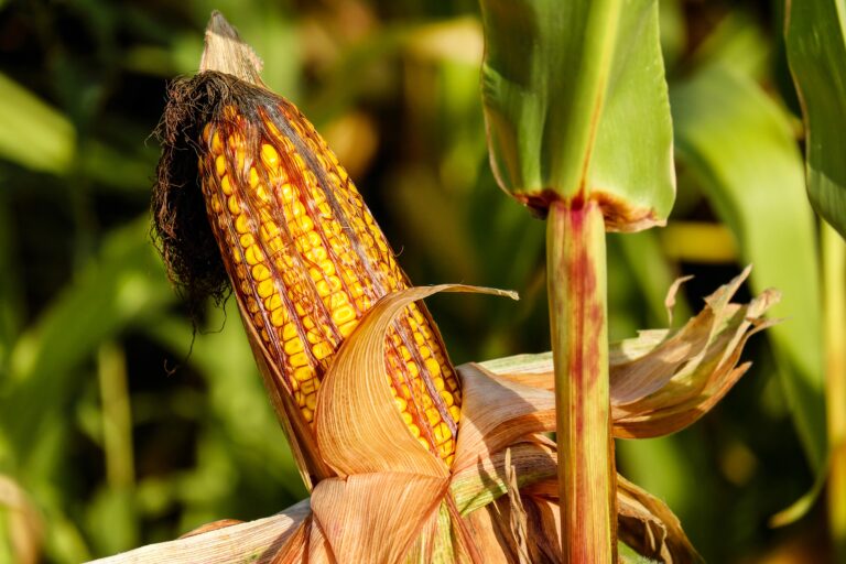 Maize’s Journey: A Tale of Mixed Origins